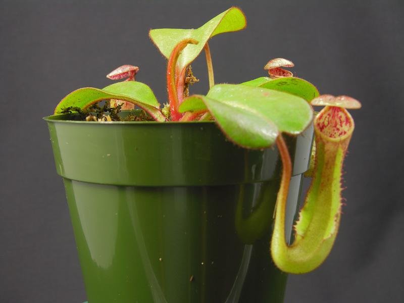 Nepenthes, Pitcher Plant Clone Clip 1