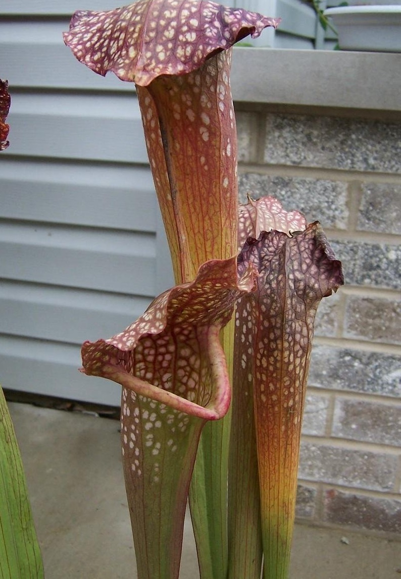 Sarracenia, Pitcher Plant Mushroom Periscope