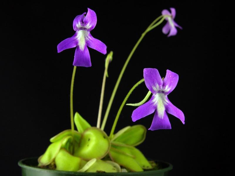 Pinguicula, Butterwort Koehres