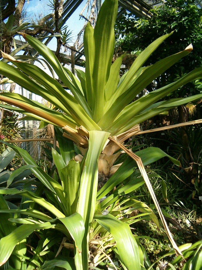 Brocchinia Bromeliad Brocchinia hitchcockii