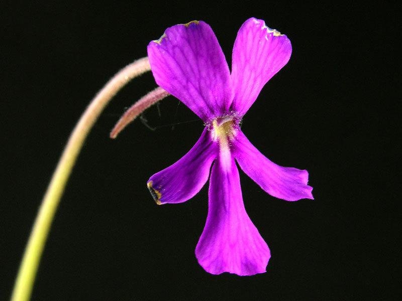 Pinguicula, Butterwort Orchidioides