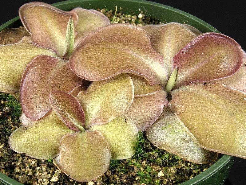 Pinguicula, Butterwort Lautner