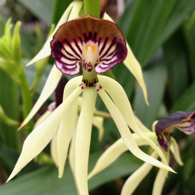 Orchid, Dendrobium Green Hornet