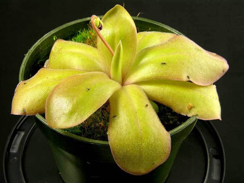 Pinguicula, Butterwort George Sargent