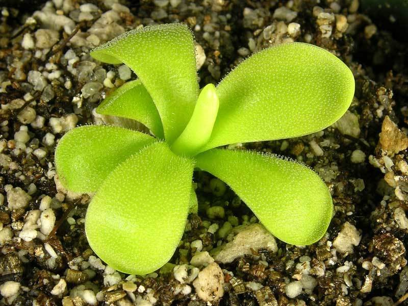 Pinguicula, Butterwort Tina