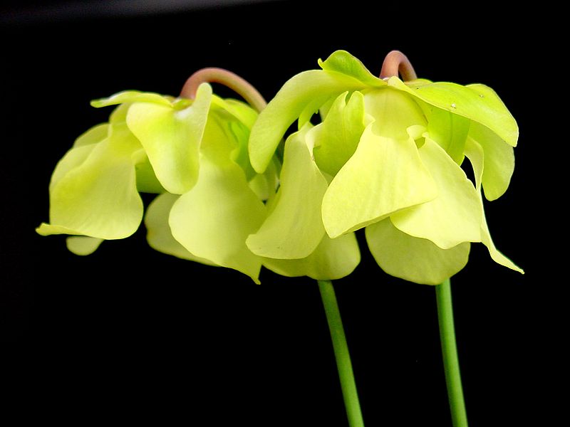 Sarracenia, Pitcher Plant Night