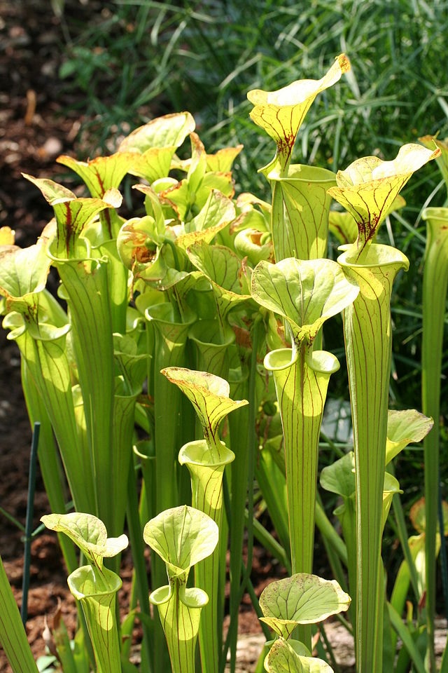 Sarracenia, Pitcher Plant Suspicion