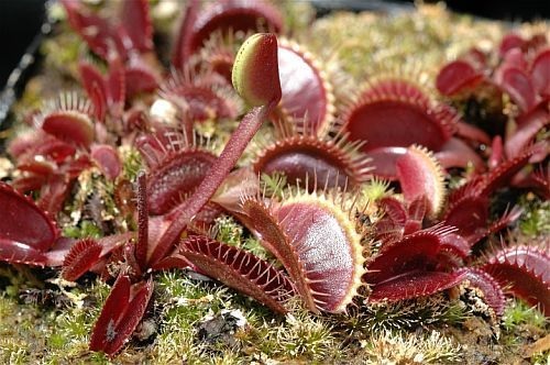 Venus Flytrap Petite Dragon
