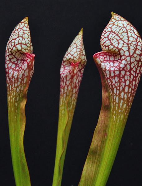 Sarracenia, Pitcher Plant Chagall