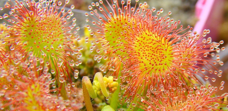 Sundew Charles Darwin