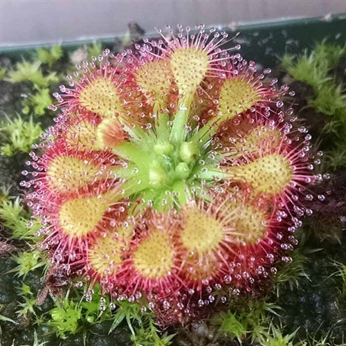 Sundew Emeralds Envy