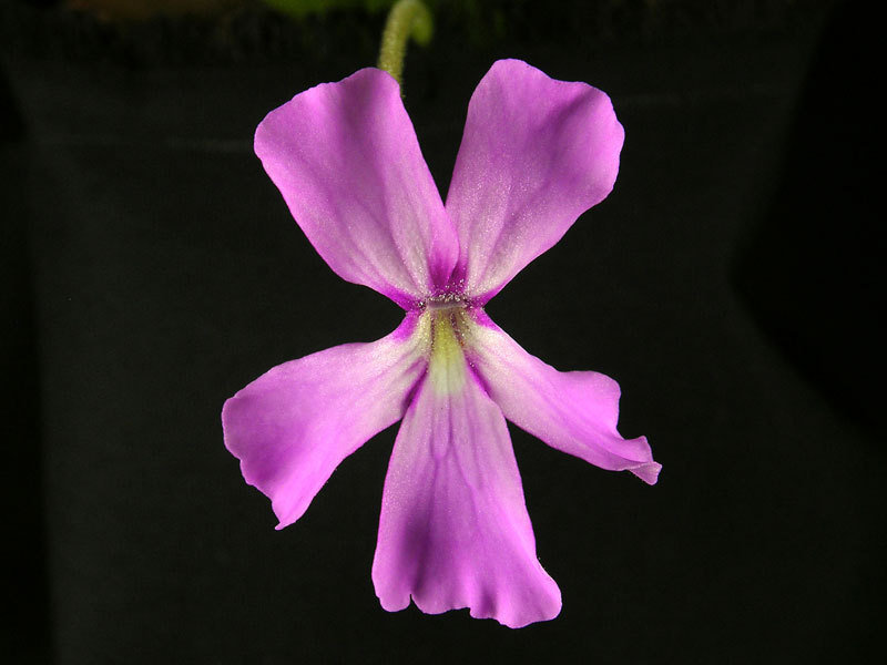 Pinguicula, Butterwort D