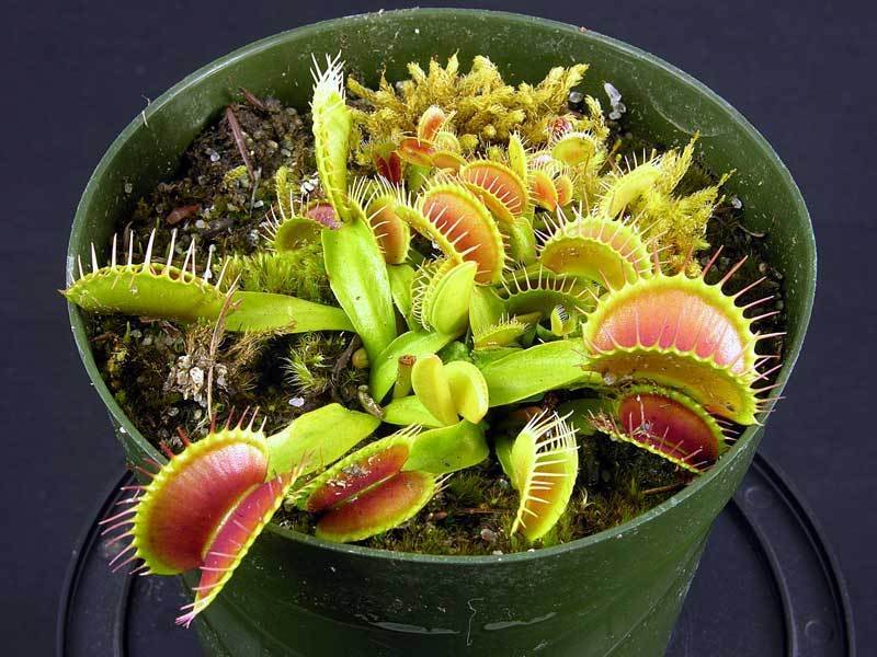Venus Flytrap Low Giant