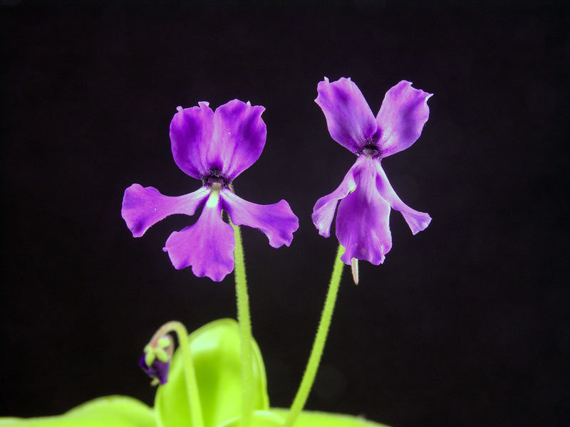 Pinguicula, Butterwort Huahuapan