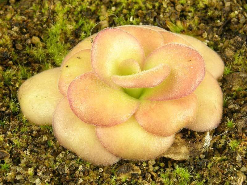 Pinguicula, Butterwort Red Leaf