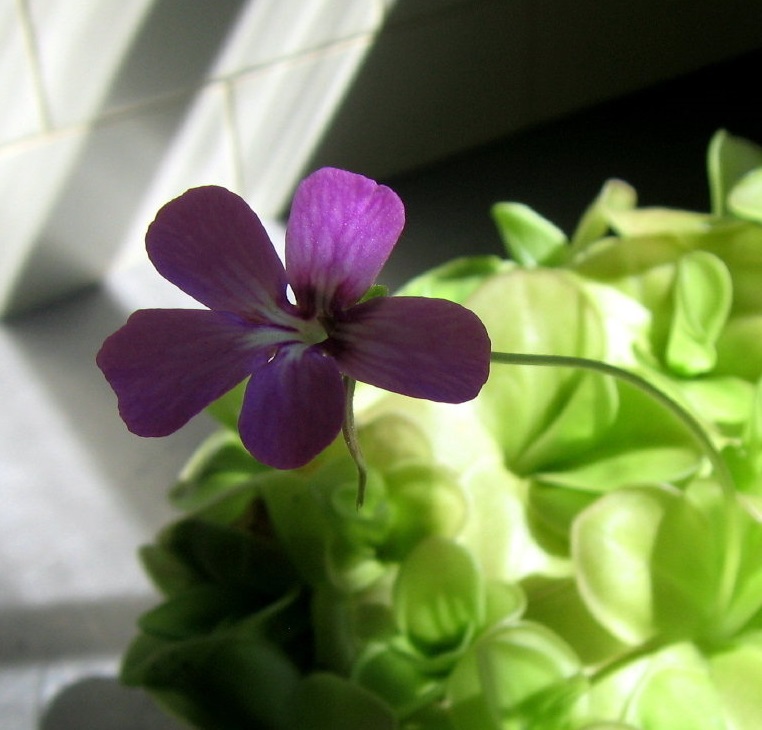 Pinguicula, Butterwort G