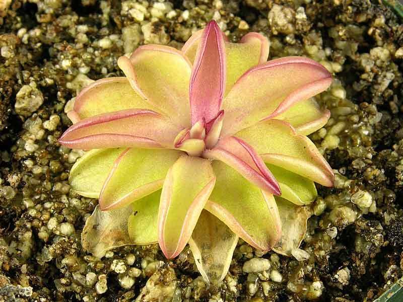 Pinguicula, Butterwort Seductora