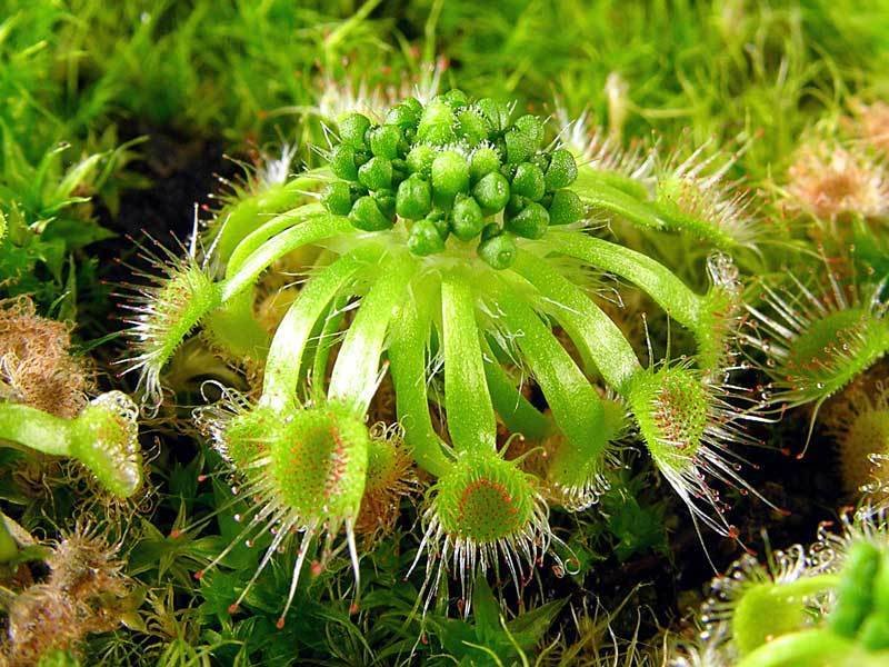 Drosera Species, Sundew Drosera walyunga