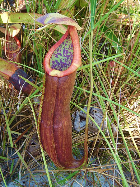 Nepenthes Species, Pitcher Plant Nepenthes kongkandana
