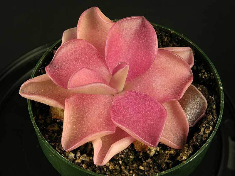 Pinguicula, Butterwort Pirouette