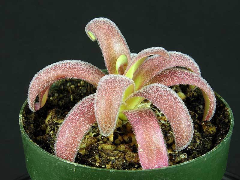 Pinguicula Hybrid, Mexican Butterwort