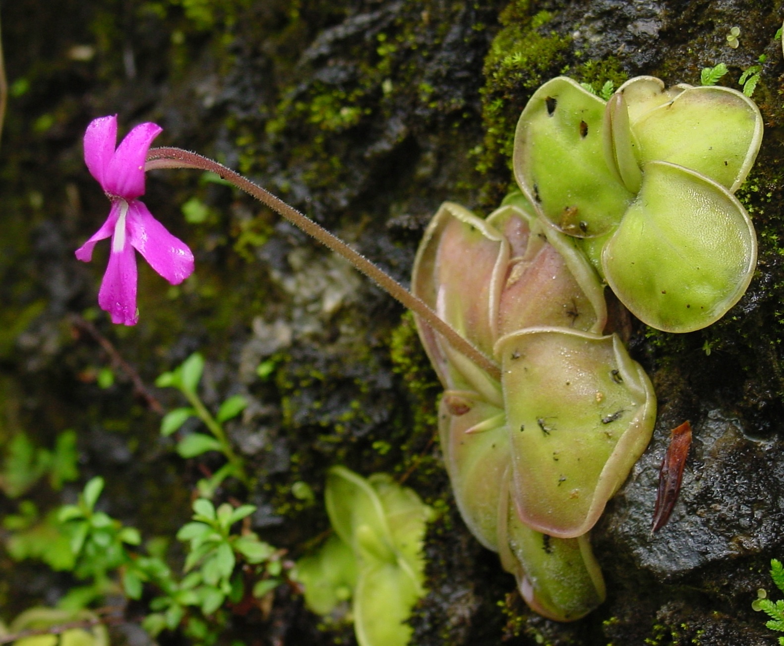 Pinguicula Species, Butterwort Pinguicula toldensis