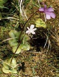 Pinguicula Species, Butterwort Pinguicula lippoldii