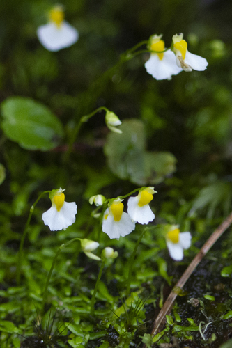 Utricularia Species, Bladderwort Utricularia mangshanensis