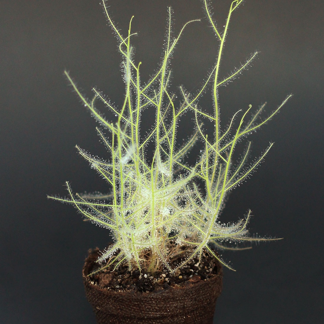 Rainbow Plant Byblis guehoi