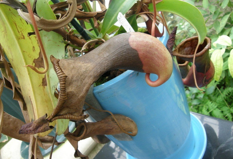 Nepenthes Species, Pitcher Plant Nepenthes burkei