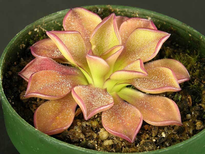 Pinguicula, Butterwort Titan