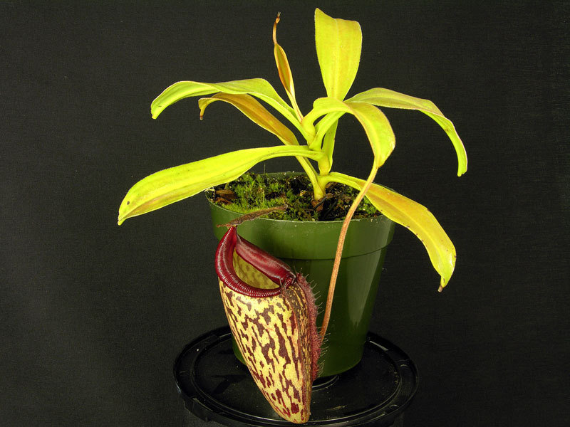 Nepenthes, Pitcher Plant Lady Pauline