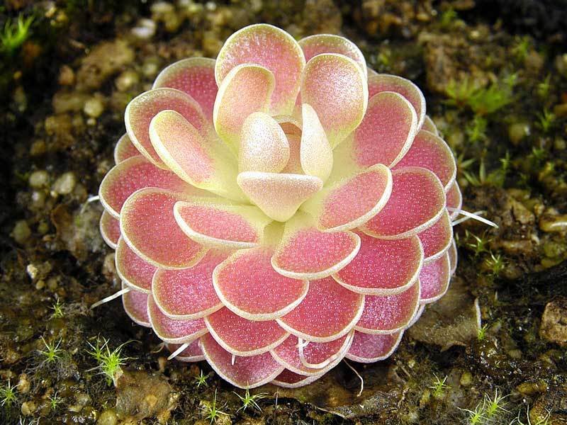 Pinguicula, Butterwort Florian