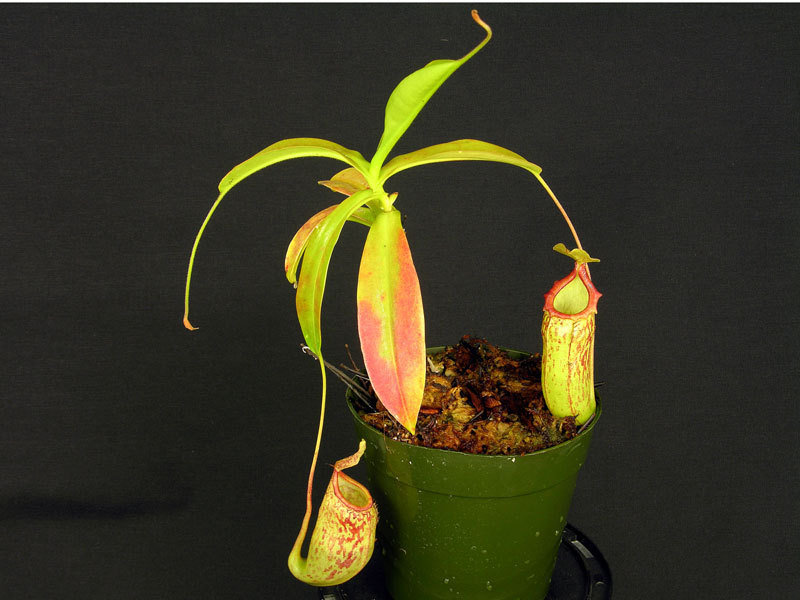 Nepenthes, Pitcher Plant Red Leopard