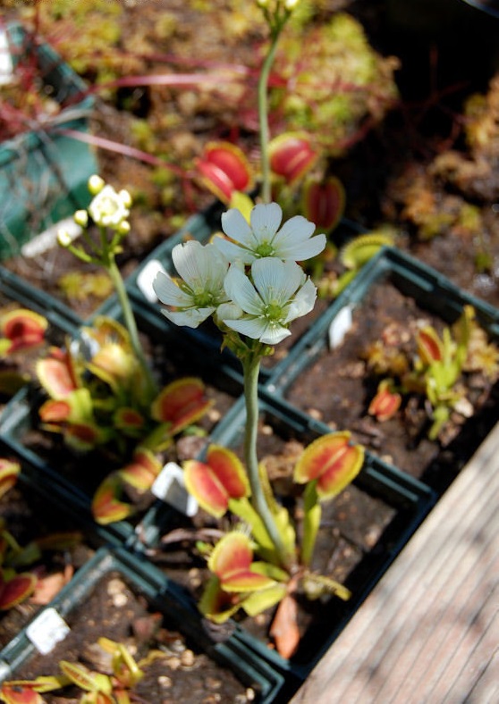 Venus Flytrap B52