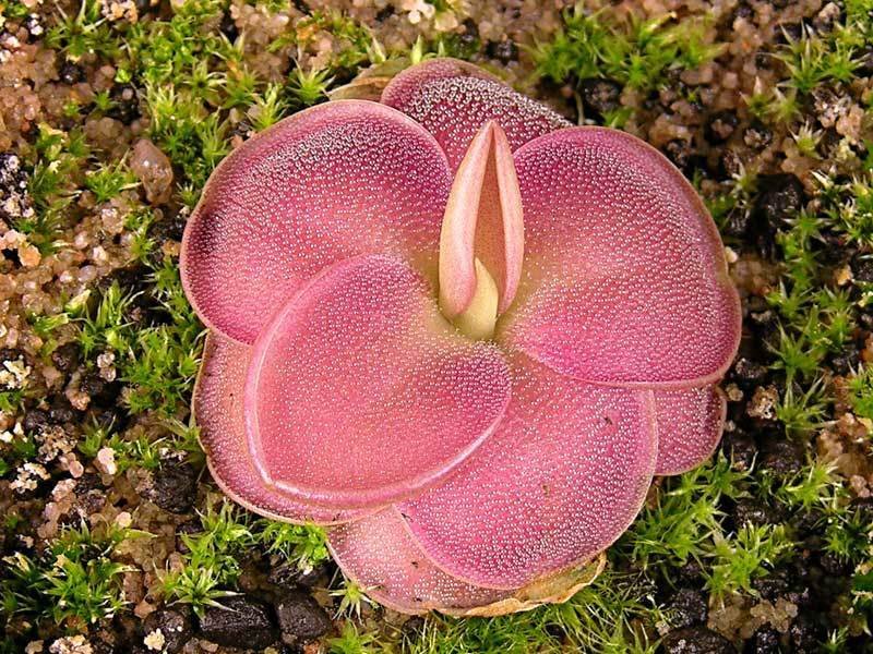 Pinguicula, Butterwort A