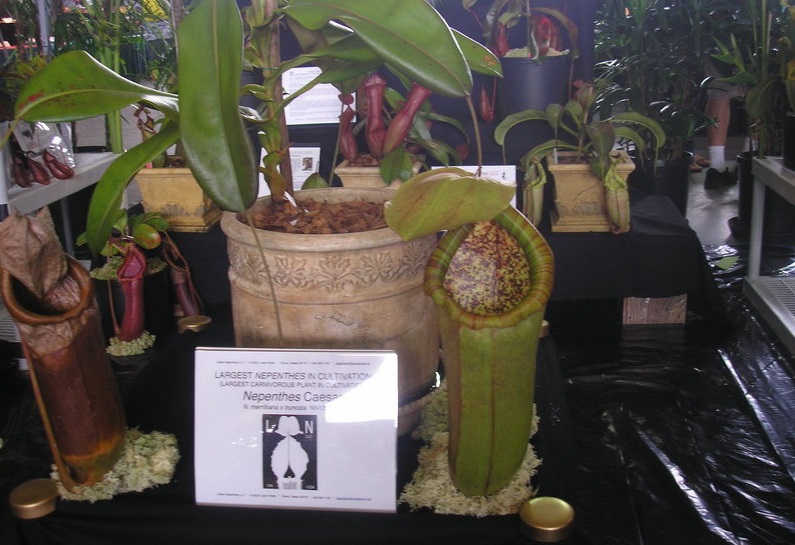 Nepenthes, Pitcher Plant Caesar