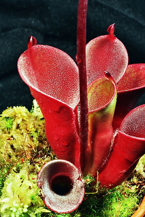 Sun Pitcher Heliamphora pulchella