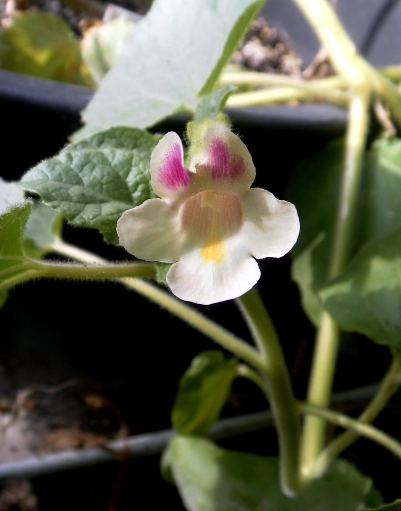 Devils Claw Tohono Oodham Domesticated