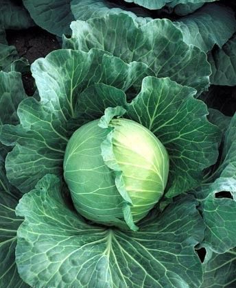 Cabbage Didone