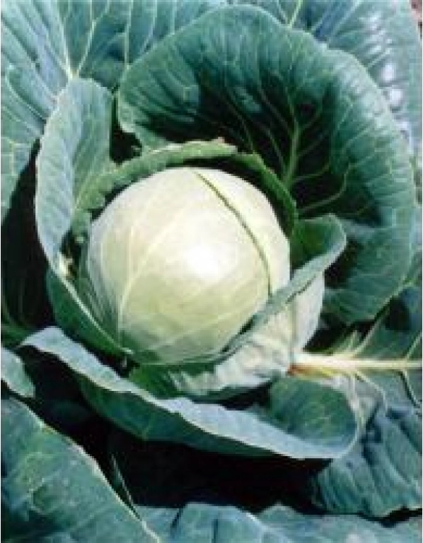 Cabbage Orion - The Hunter