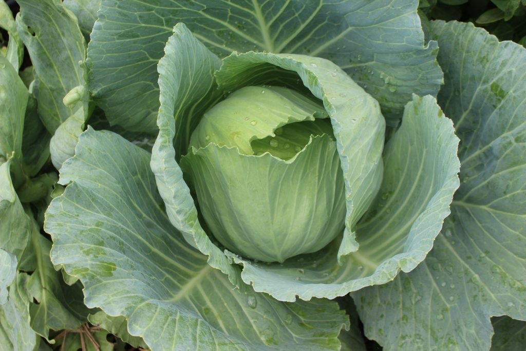 Cabbage Pandion