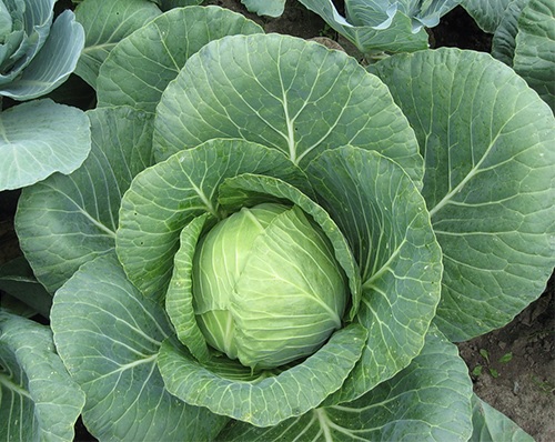 Cabbage Rinda