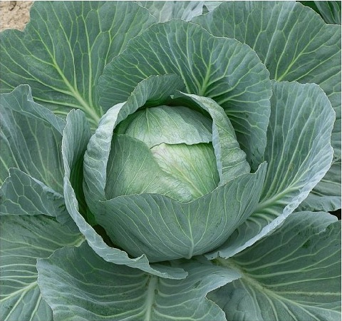 Cabbage Vestri