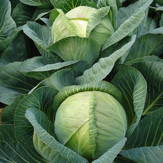 Cabbage Arrivist