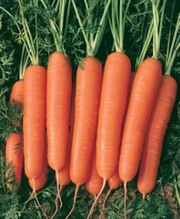 Carrot 'Royal Kuroda'
