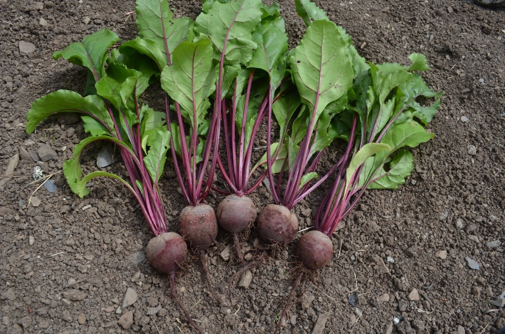 Beet Rhonda