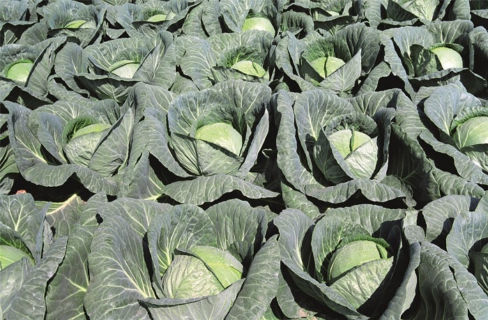 Cabbage Gazebo