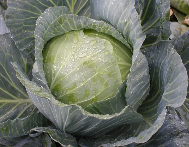 Cabbage Mandy