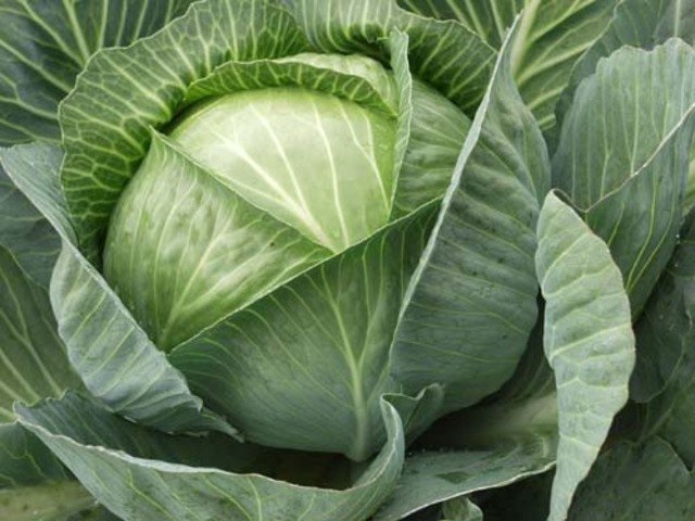 Cabbage Leopold